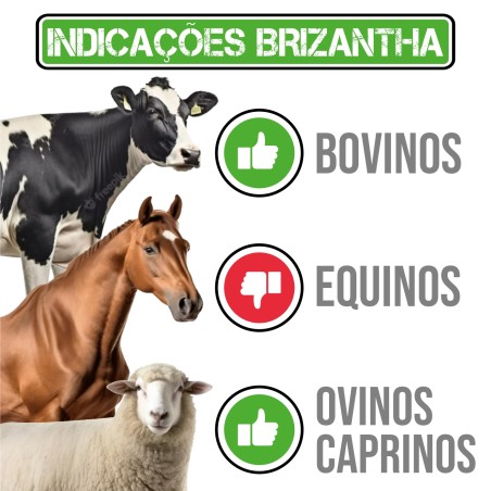 Brizantha com 30% de Capim Mombaça