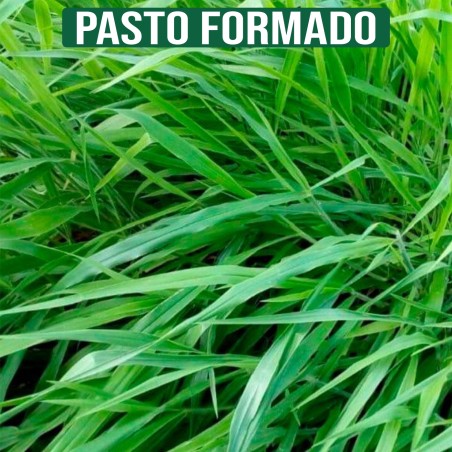 Brizantha com 30% de Capim Mombaça