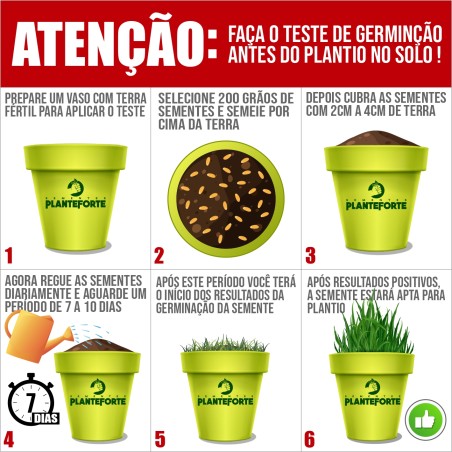 Brizantha com 30% de Capim Mombaça