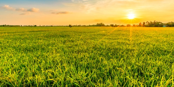 Conheça as 5 Melhores Opções de Sementes de Pastagem da Sementes Plante Forte