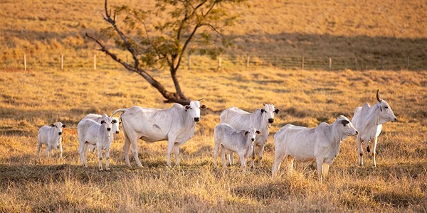 O Peso da Seca e a Necessidade de Formar Novas Pastagens com Sementes Selecionadas